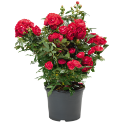 Gartenrose Flower Circus 