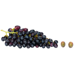 San Lucar Trauben dunkel kernlos Klasse 	I 650g 