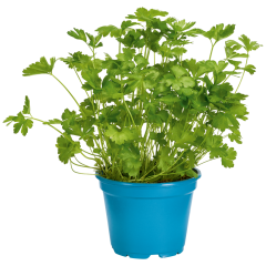 Bioland Petersilie, kraus, Topf, Bio 