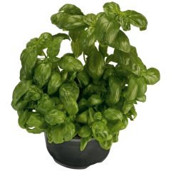 Bioland Basilikum, Topf, Bio 