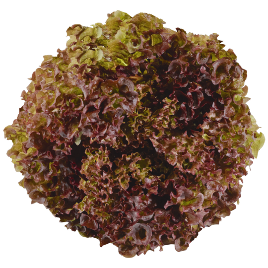 SW Unsere Heimat Lollo rossa Klasse 	I 