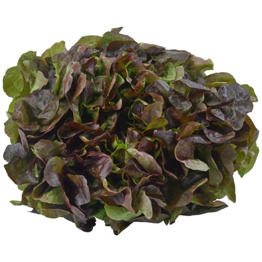 Demeter Eichblattsalat, rot, Bio Klasse 	II 