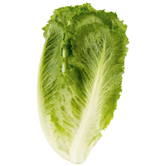 SW Unsere Heimat Kopfsalatherzen Klasse 	I 2St. 