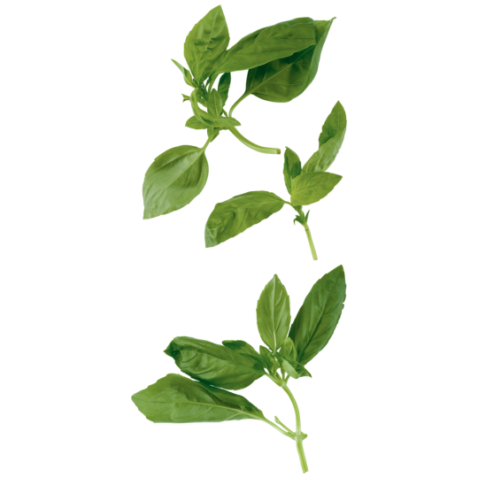 EDEKA Bio Basilikum, Topf, Bio 