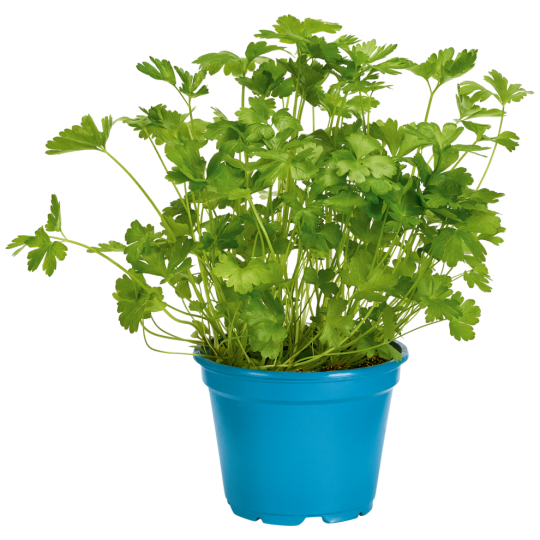 Bioland Petersilie, kraus, Topf, Bio 