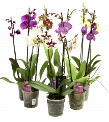 00651 Orchidee Phalaenopsis 2Tr T12cm H60-70cm Mix 