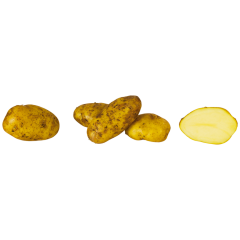 EDEKA Kartoffeln festkochend, Moor-Sieglinde Ackergold 1,5kg 
