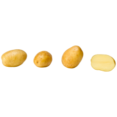 Kartoffeln mehlig kochend 