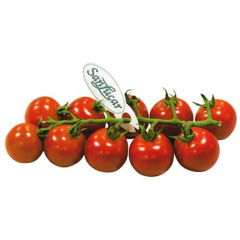 SanLucar Cherryrispen-Tomaten 