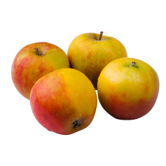 Bio Äpfel Holsteiner Cox 