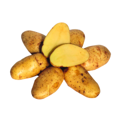 Speisefrühkartoffeln Sieglinde festkochend 