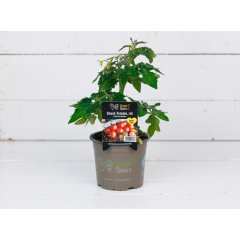 Tomatenpflanze rot 12cm 
