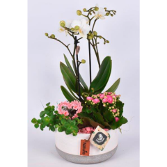 Orchidee Mix 16cm 
