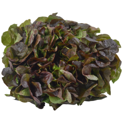 Eichblattsalat rot Klasse 	I 