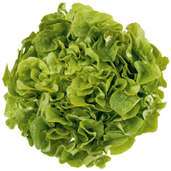 Eichblattsalat grün Klasse 	I 