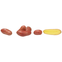Kartoffeln vfk, Laura, Bio 2,5kg 