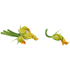 Zucchini-Blüten 